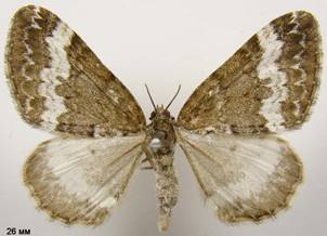 P.affinitata_2