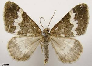 P.affinitata_3