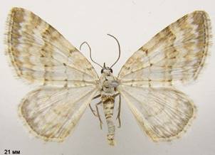 P.albulata_1