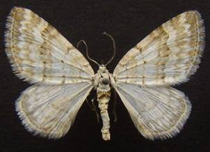 P.albulata_1.