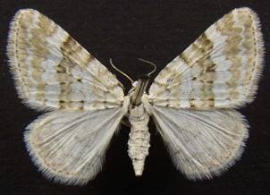 P.albulata_2.