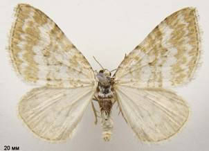 P.albulata_3