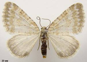 P.albulata_4