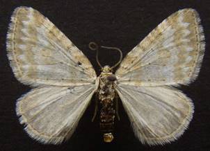 P.albulata_4.