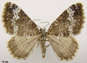 P.alchemillata_2