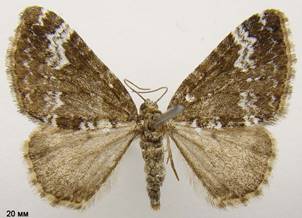 P.alchemillata_3