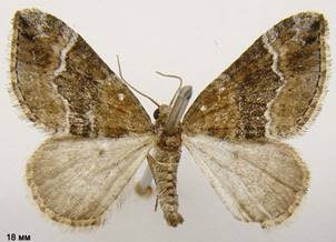 P.bifaciata_1