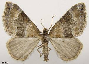 P.bifaciata_2