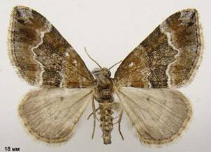 P.bifaciata_3