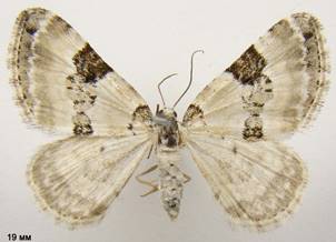 P.blandiata_1
