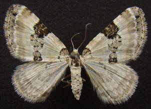 P.blandiata_1.