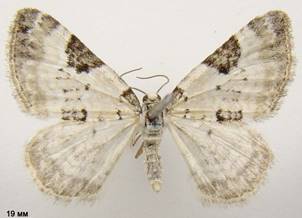 P.blandiata_2