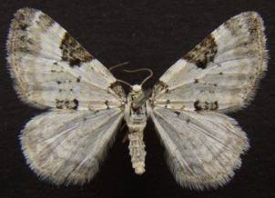 P.blandiata_2.
