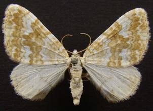 P.flavofasciata_1.