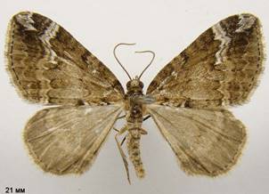 P.lugdunaria_1