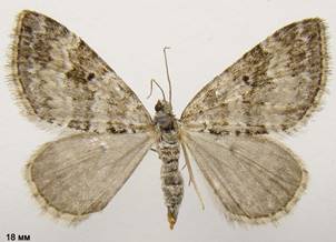 P.minorata_1
