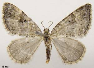 P.minorata_2
