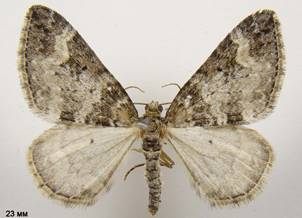P.obsoletata_1