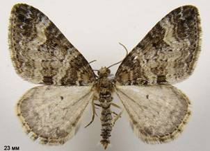 P.obsoletata_3