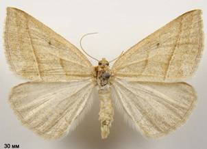 P.chlorosata_1