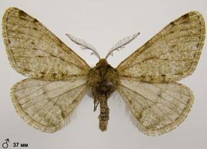 P.pilosaria_363