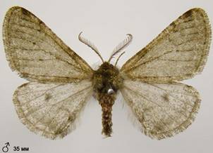 P.pilosaria_364