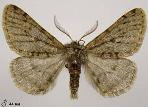 P.pilosaria_365