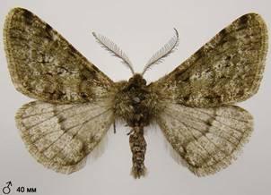 P.pilosaria_366