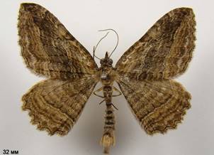 P.transversata
