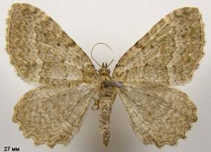 P.vetulata_2
