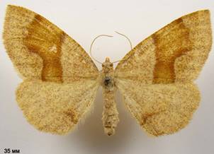 P.pulveraria_2