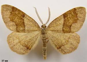 P.pulveraria_7