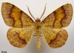 P.pulveraria_10