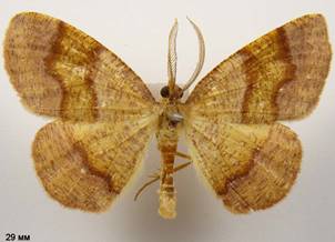 P.pulveraria_11