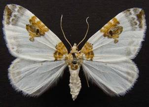 P.rubiginata_1.
