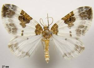 P.rubiginata_2