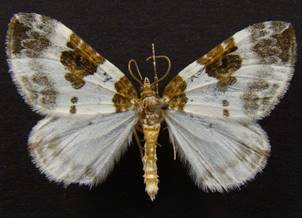 P.rubiginata_2.