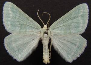 P.pruinata_1.