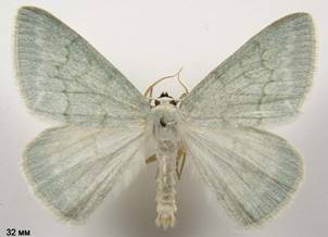 P.pruinata_2