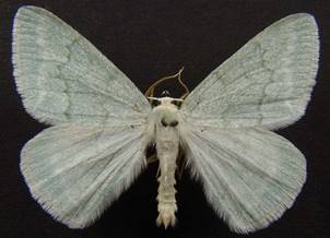 P.pruinata_2.