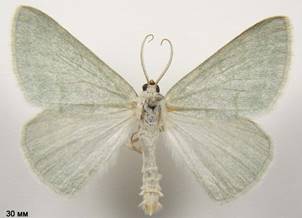 P.pruinata_3