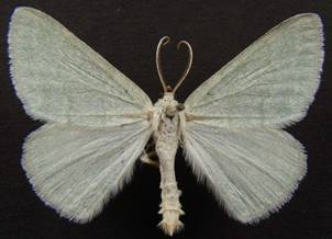P.pruinata_3.