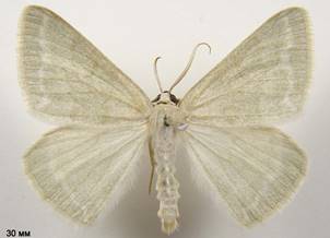 P.pruinata_4