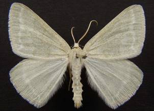 P.pruinata_4.