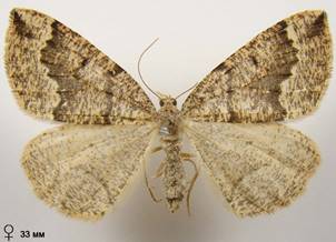 P.capreolaria_4