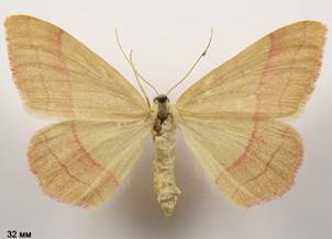 R.vibicaria_1