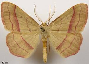 R.vibicaria_3