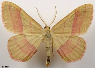 R.vibicaria_4