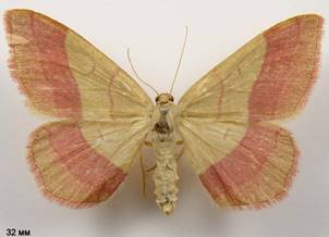 R.vibicaria_5