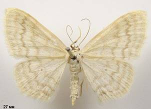 S.floslactata_2